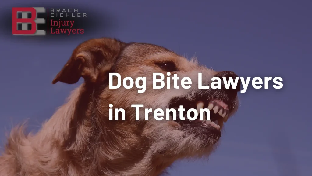 Dog Bite Lawyers in Trenton Image
