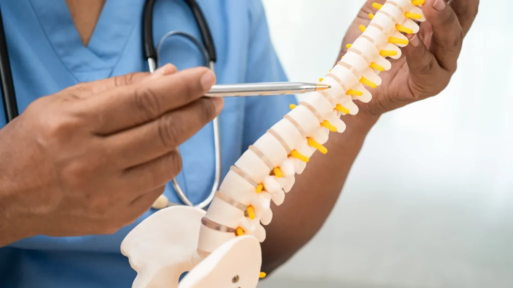 Medical professional pointing at a model of the human spine.