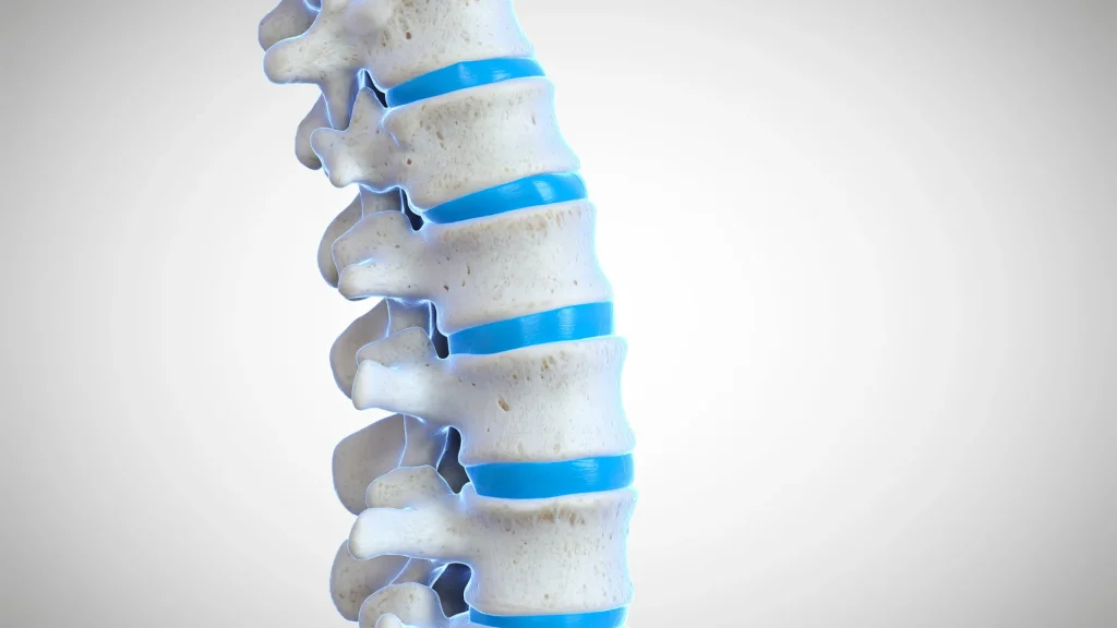 Close-up of a spine model highlighting vertebrae and discs.