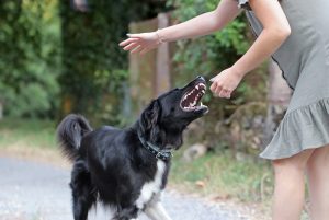 clifton dog bite