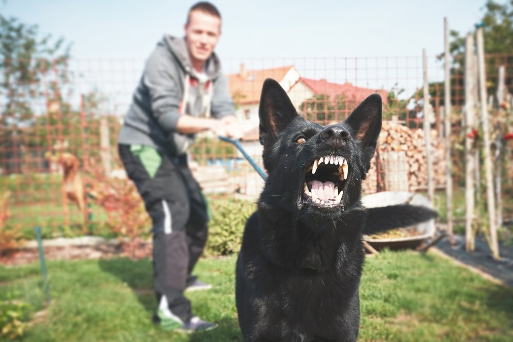 Man holding back a barking dog.